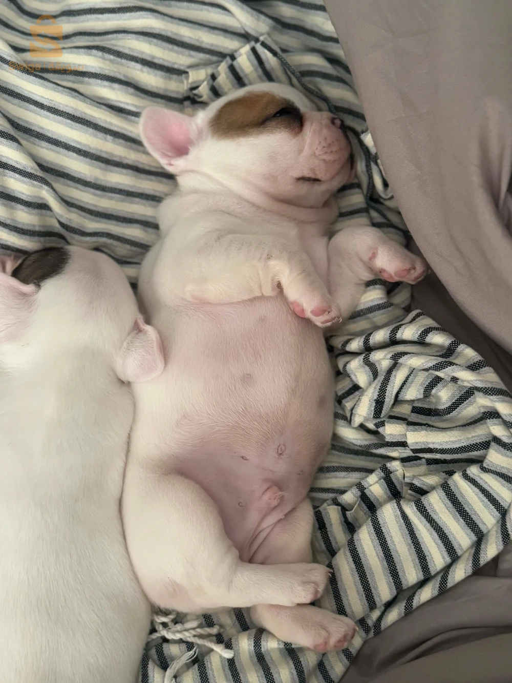 bouledogue Francais