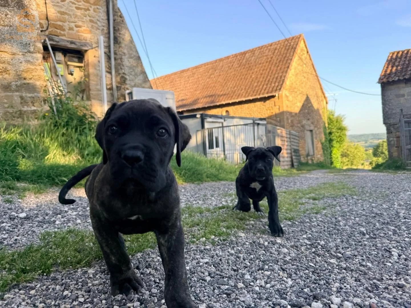 cane corso