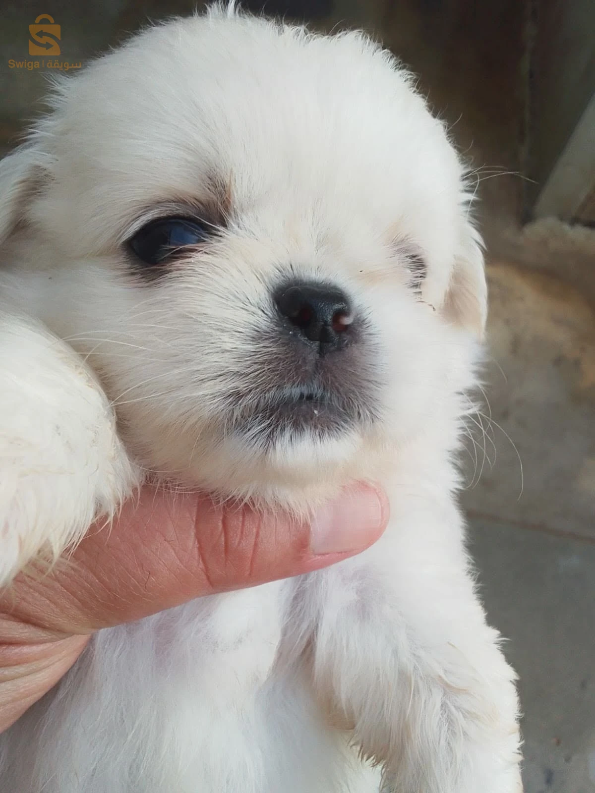 des chiots pékinois