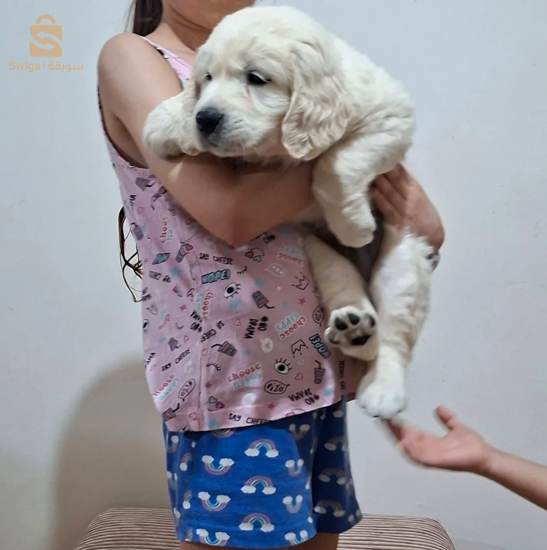 chiots Golden retriever