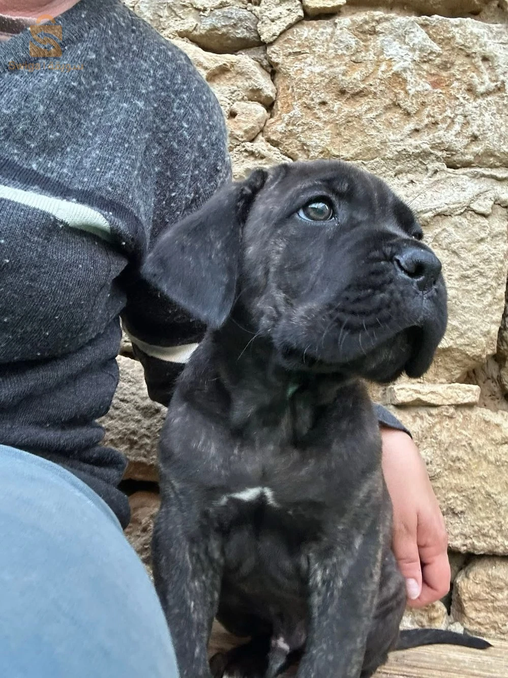 cane corso