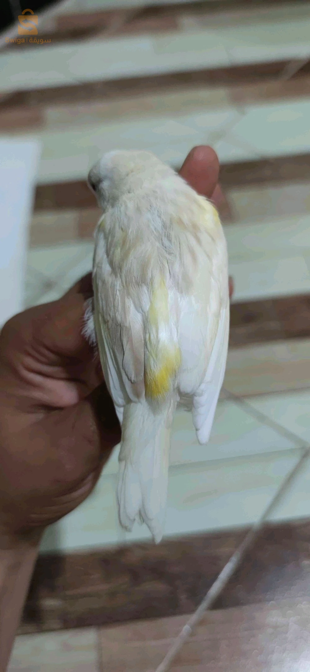 كناري لاراص و كاين مقنين لمن يهمه الامر