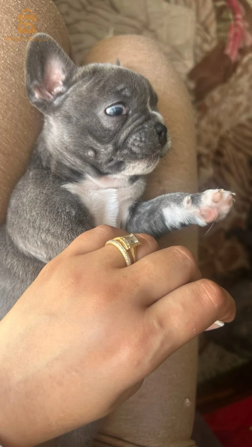 bouledogue Francais
