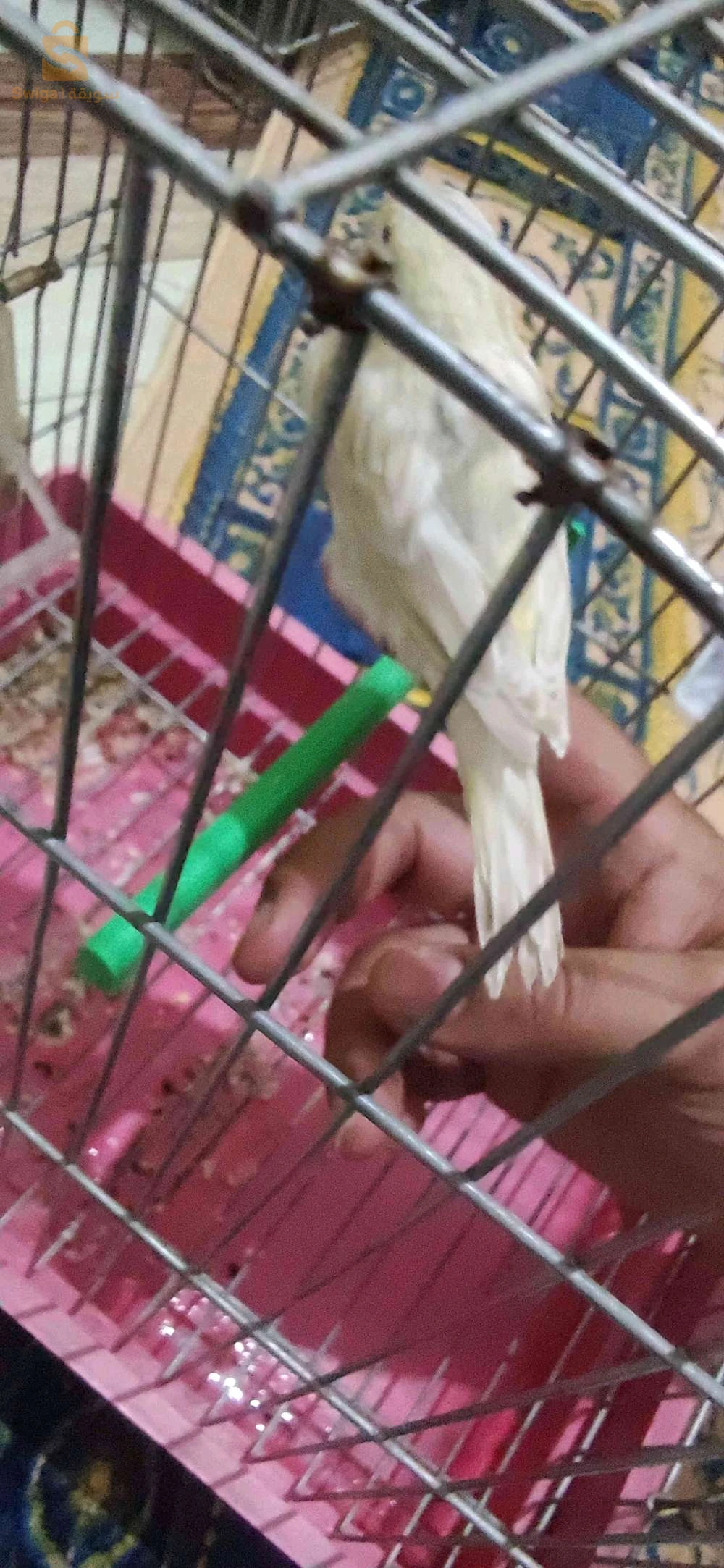 كناري لاراص و كاين مقنين لمن يهمه الامر