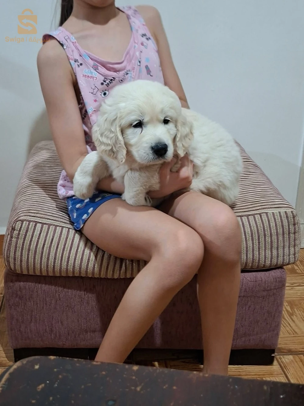 chiots Golden retriever