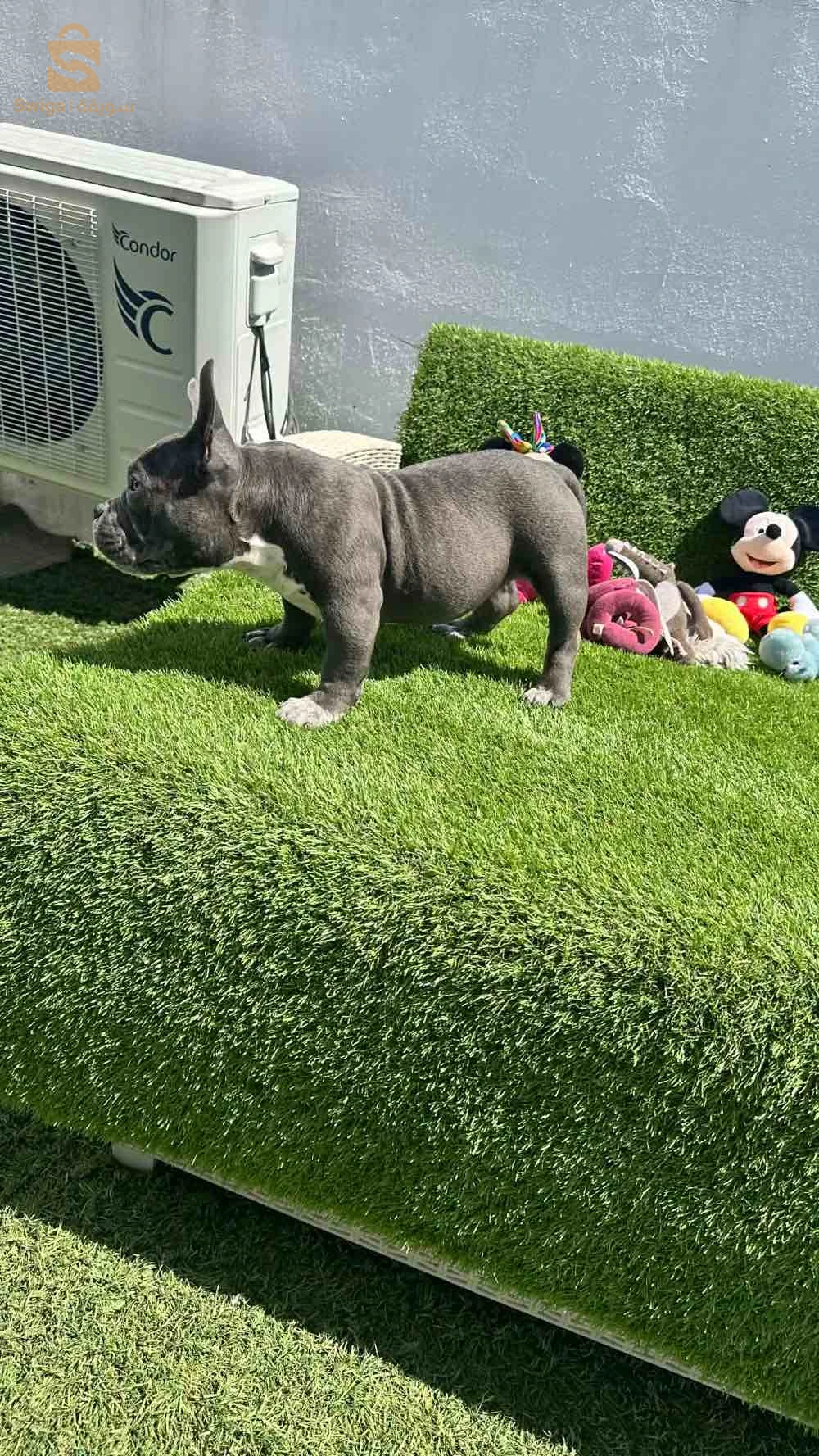 Americains BUlly