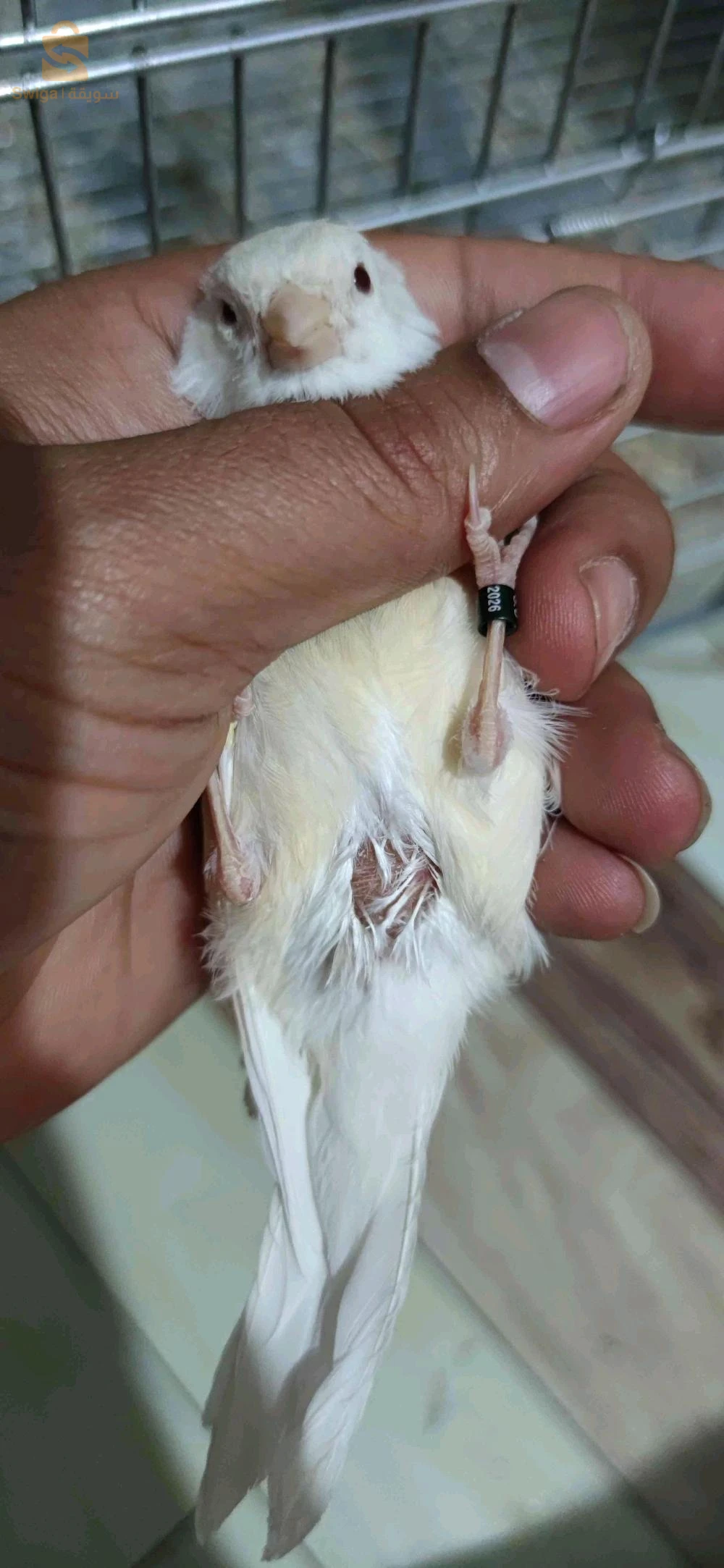 كناري لاراص و كاين مقنين لمن يهمه الامر