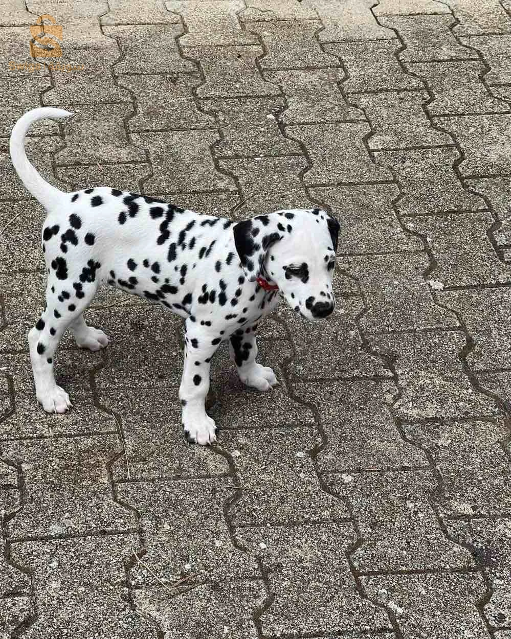 Dalmatiens