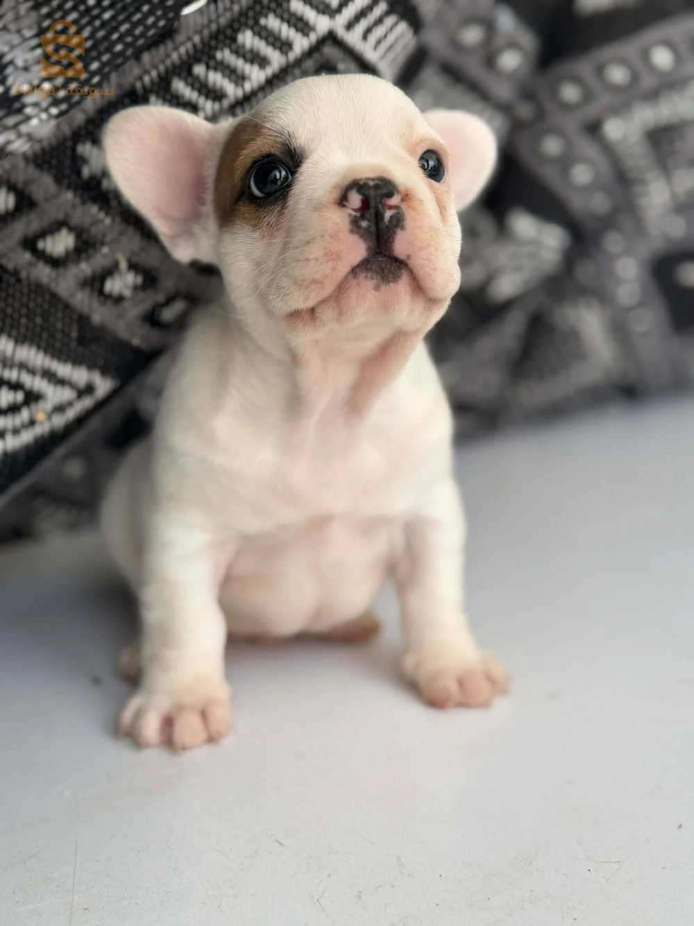 bouledogue Francais