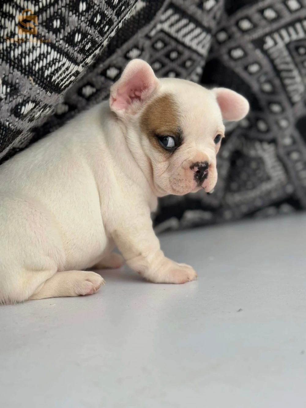 bouledogue Francais