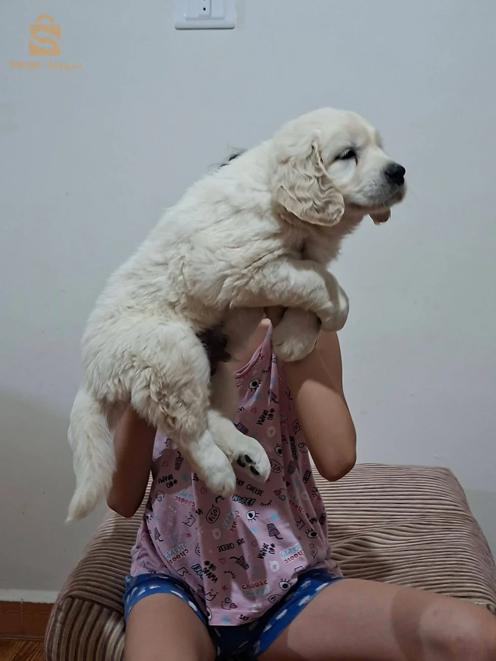 chiots Golden retriever