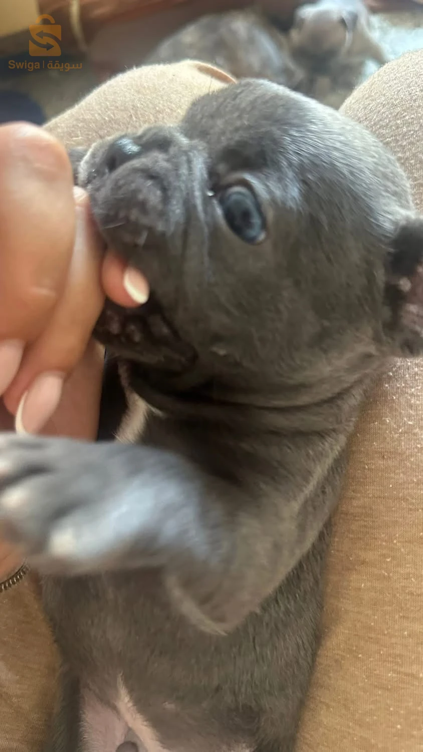 bouledogue Francais