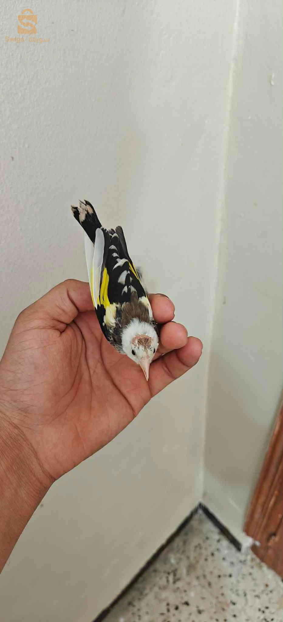 بعض الطفرات حاجة ماشاء الله