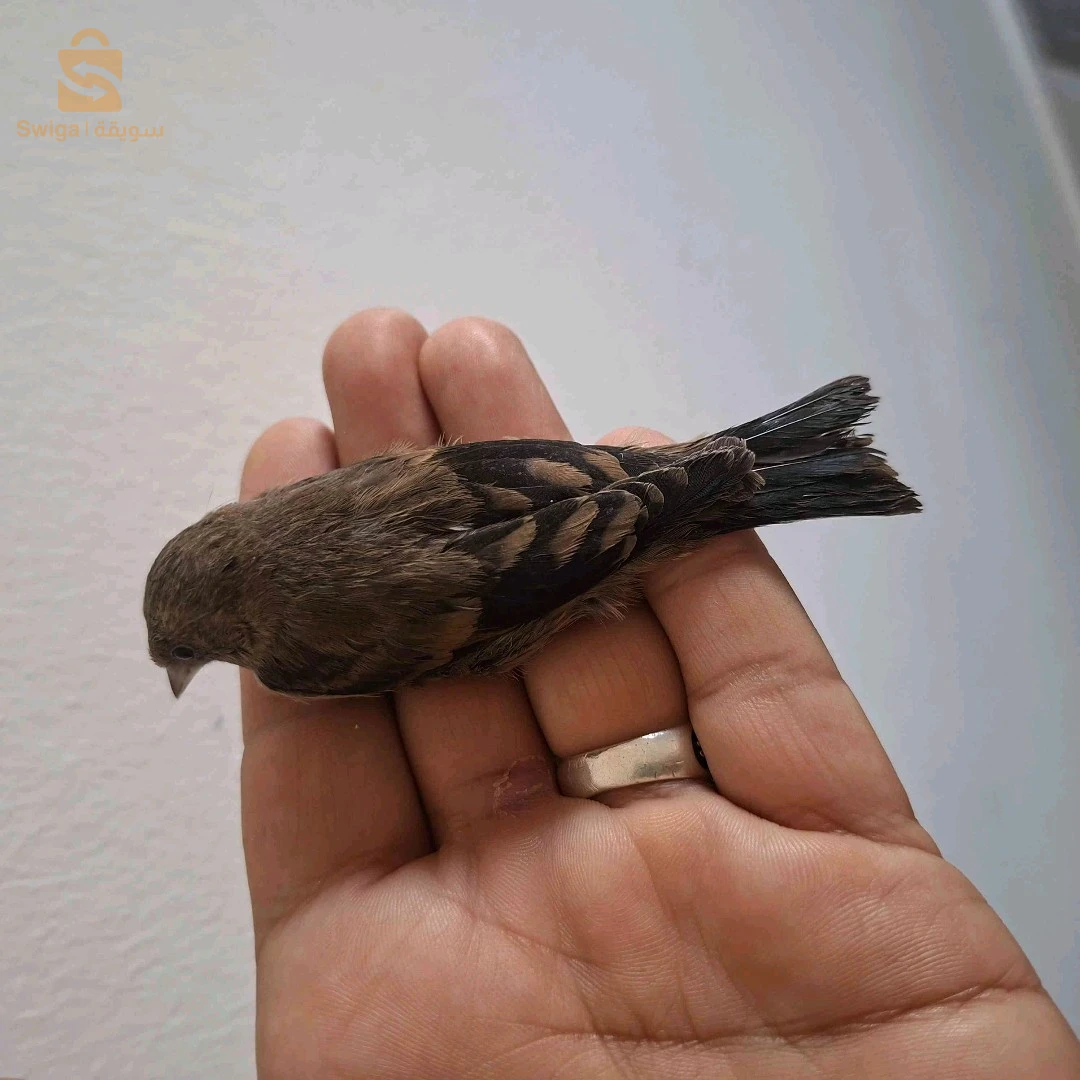 بعض الطفرات حاجة ماشاء الله