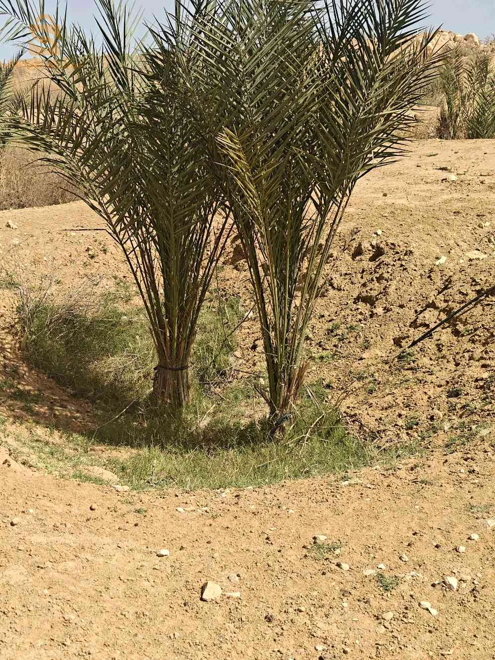 بيع أرض فلاحية في منطقة الحرياشات