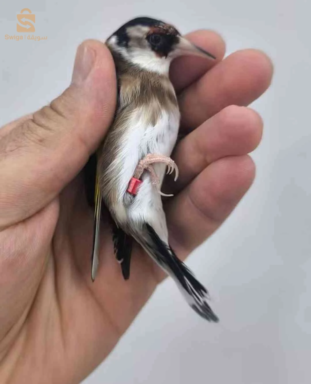 بعض الطفرات حاجة ماشاء الله