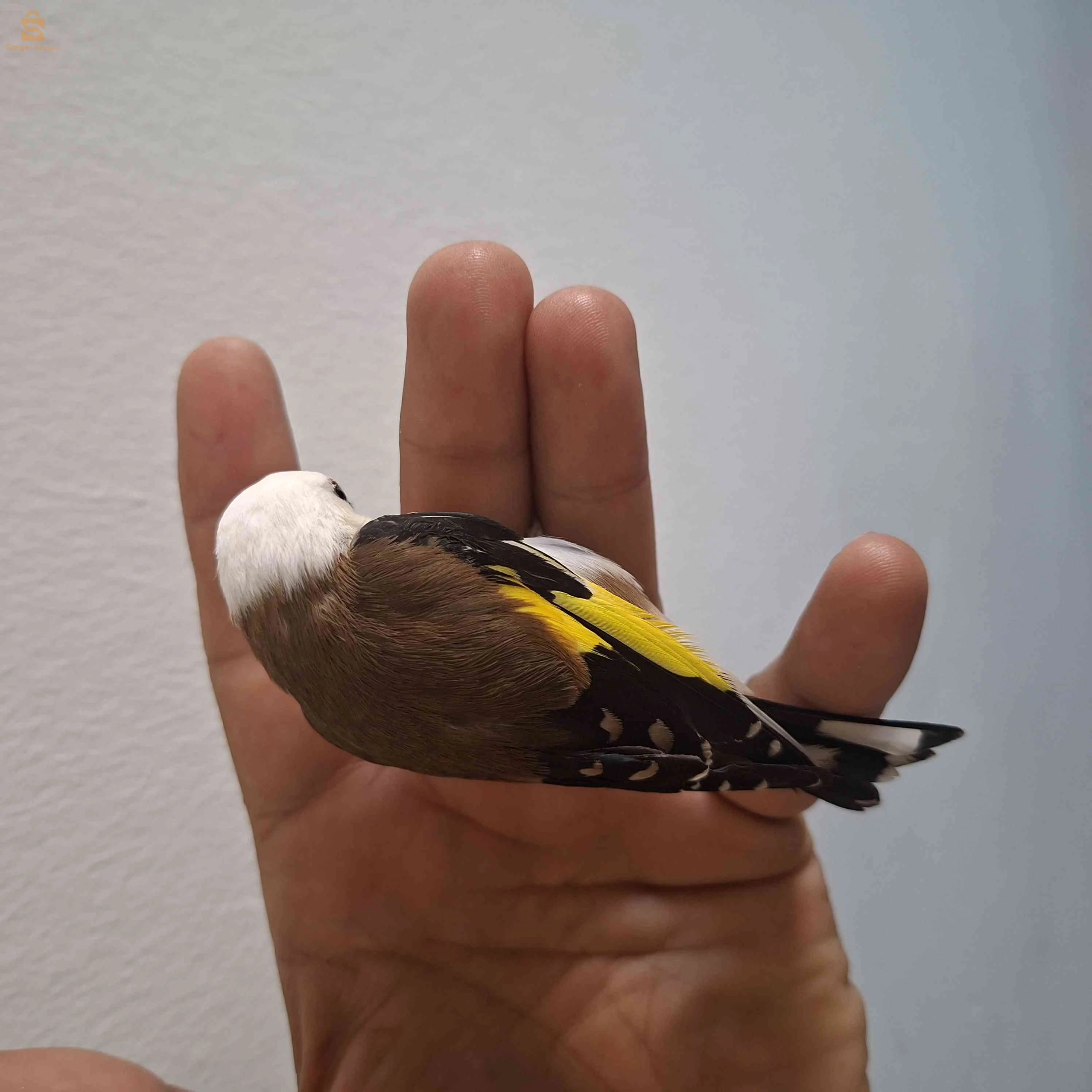 بعض الطفرات حاجة ماشاء الله