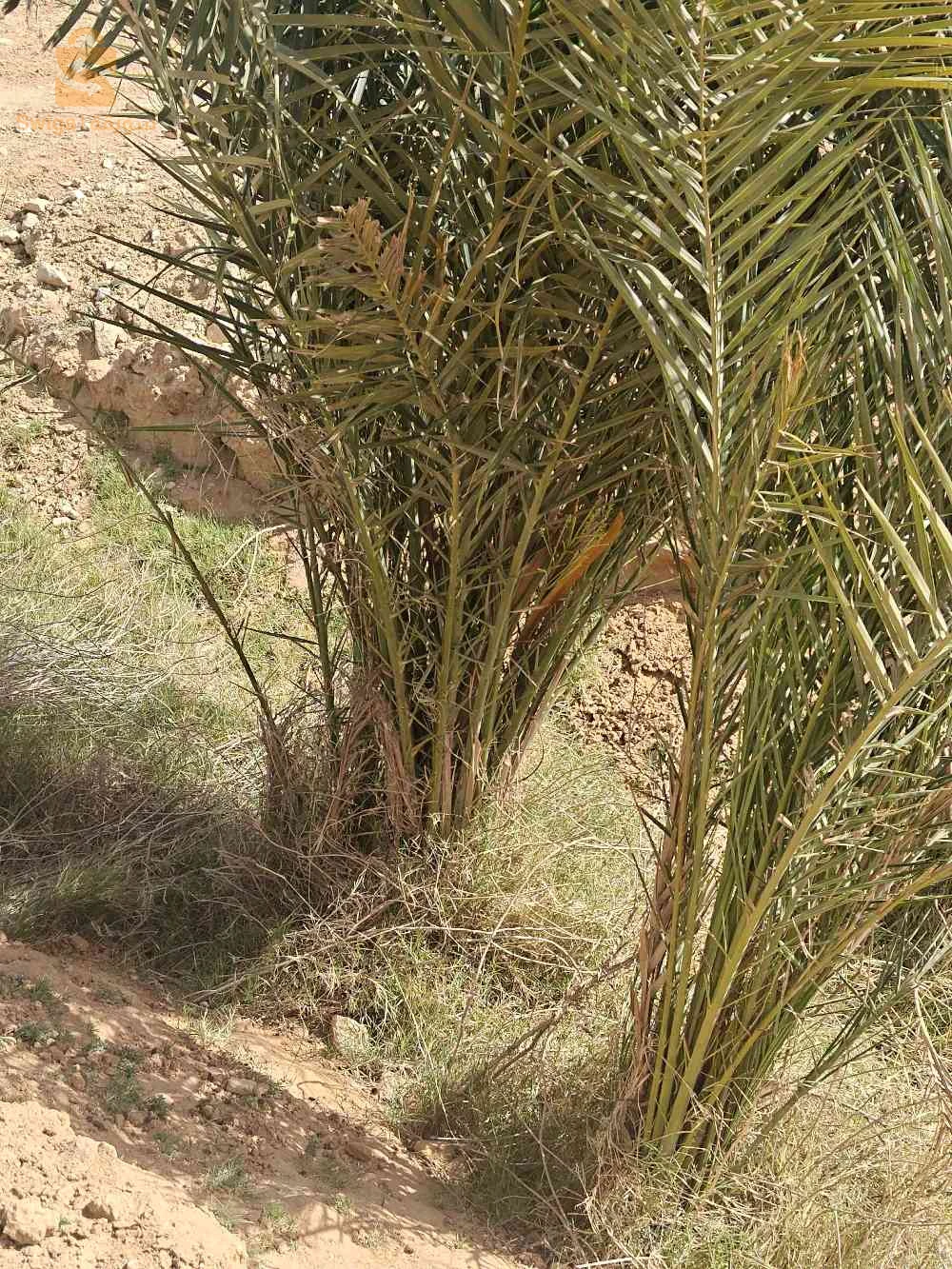 بيع أرض فلاحية في منطقة الحرياشات