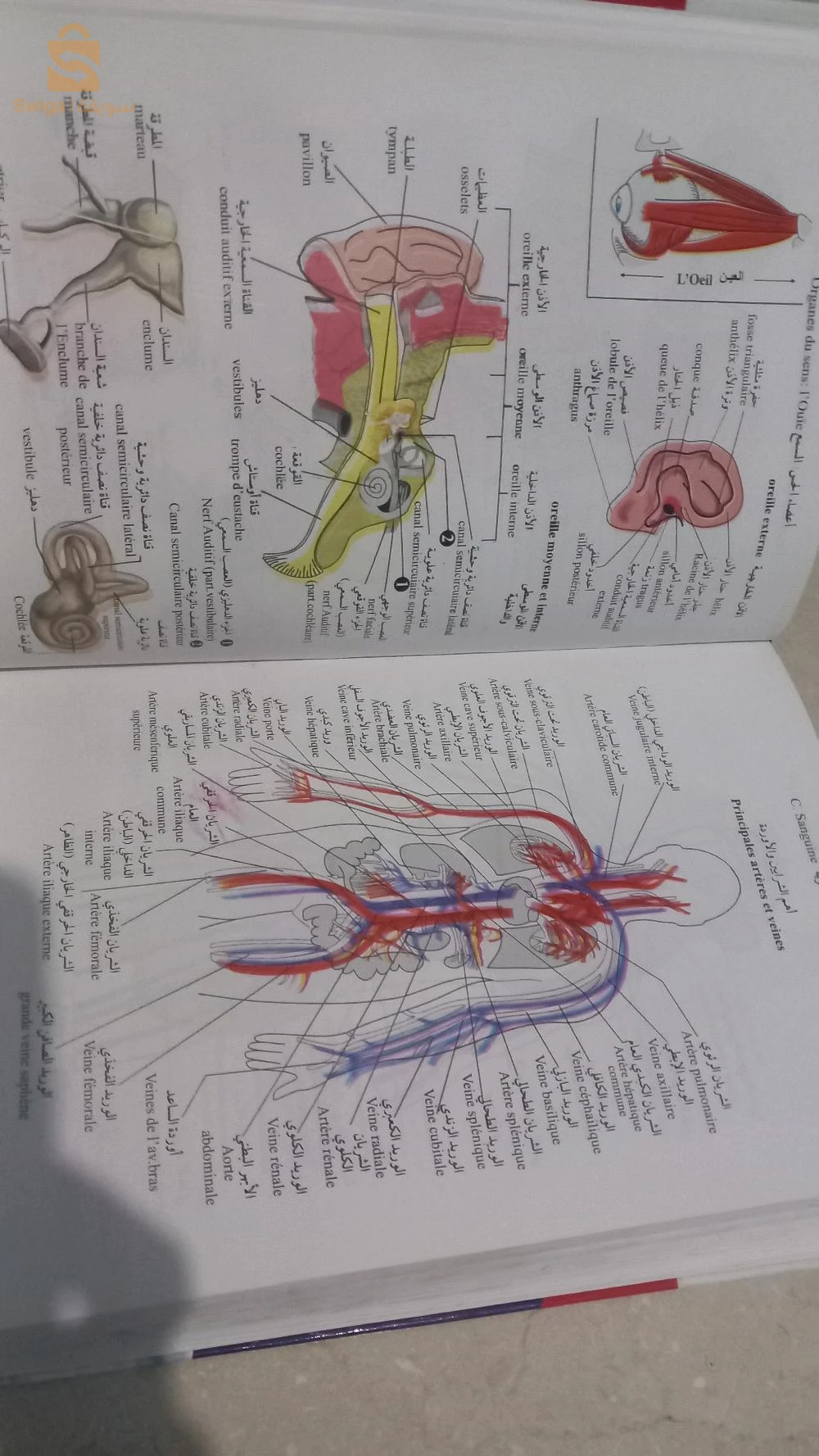 الهدى قاموس عربي-فرنسي مدعم بالصور Dictionnaire arabe français illustré