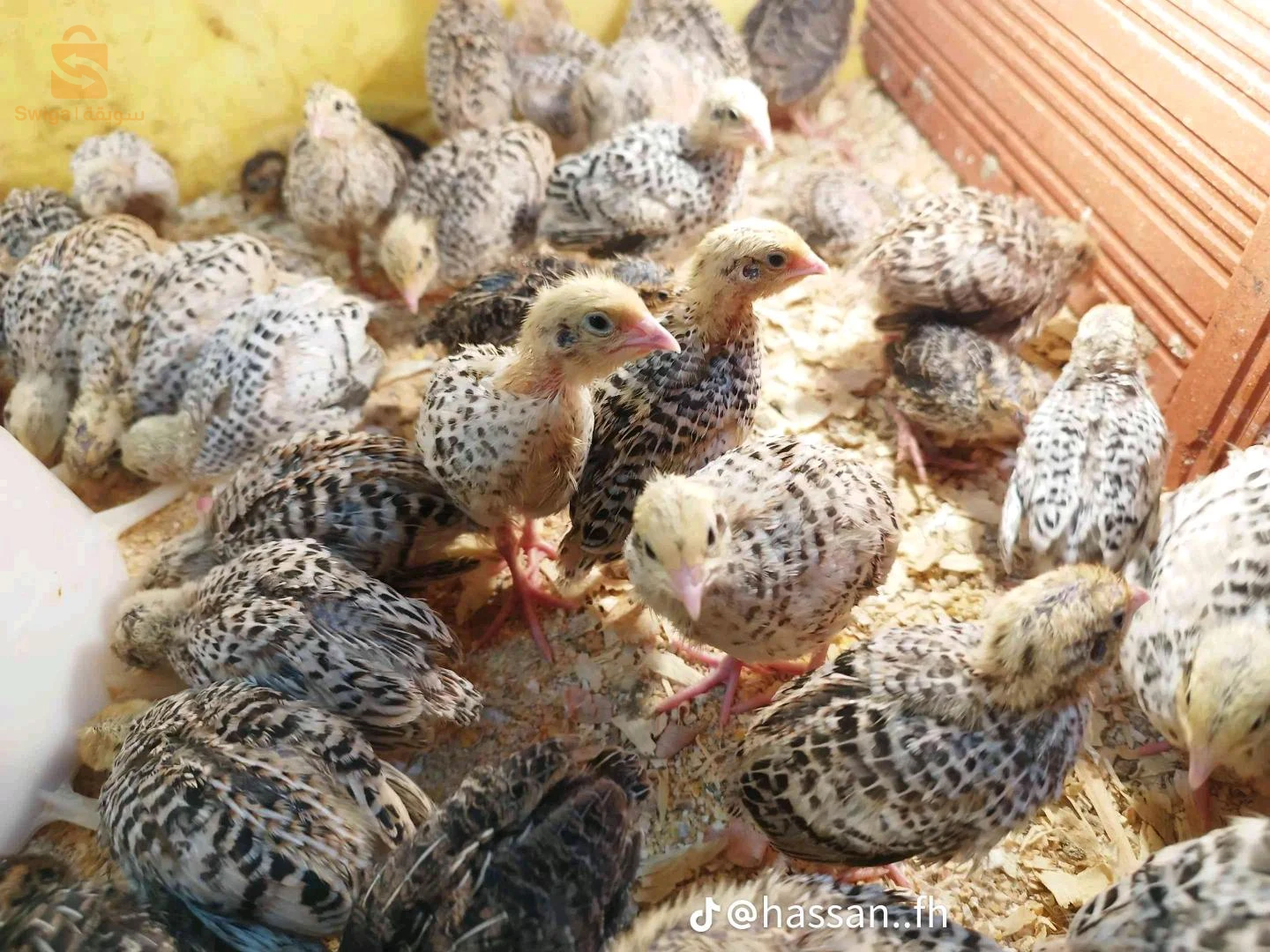 طائر السمان للبيع