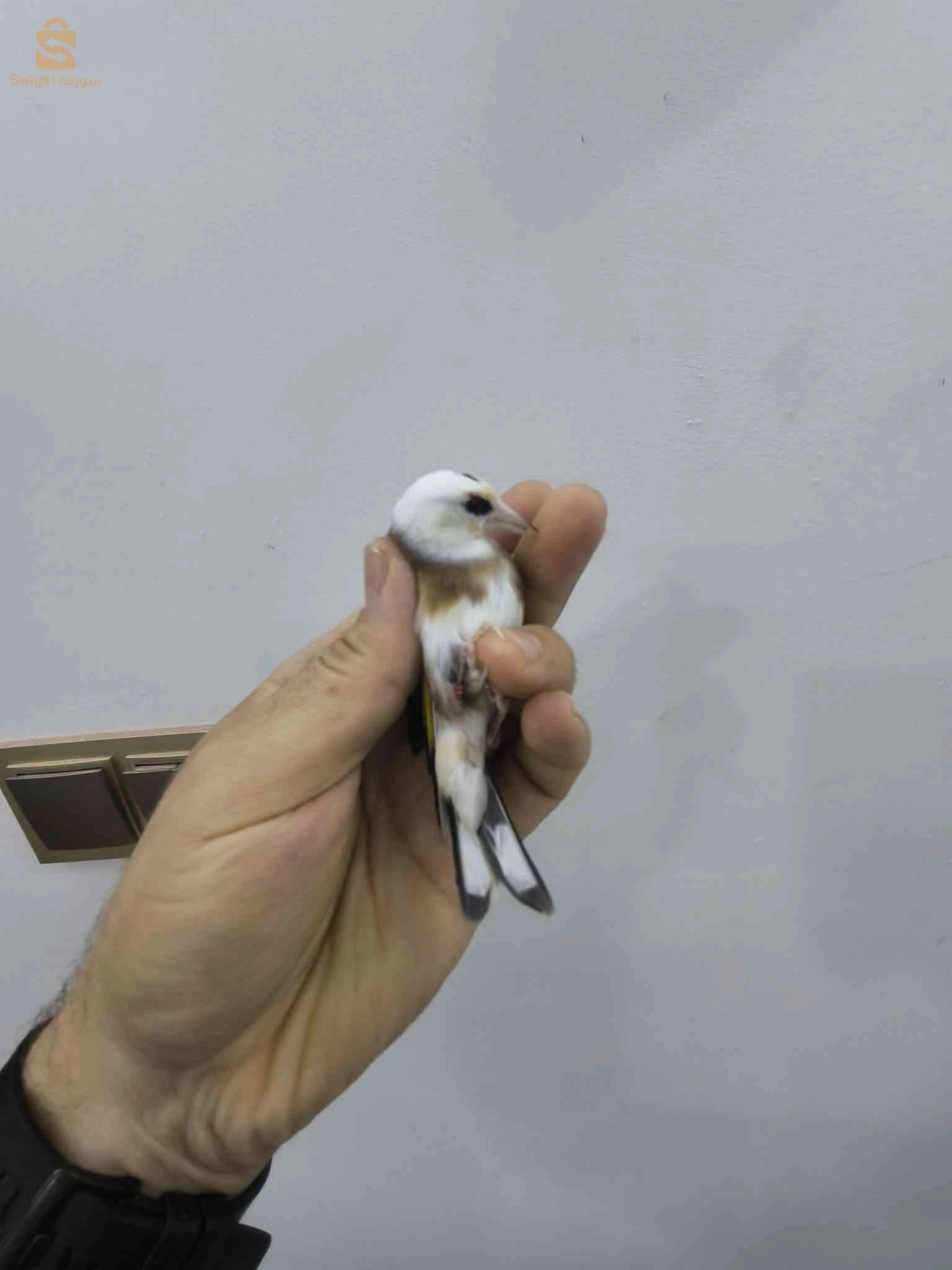 بعض الطفرات حاجة ماشاء الله