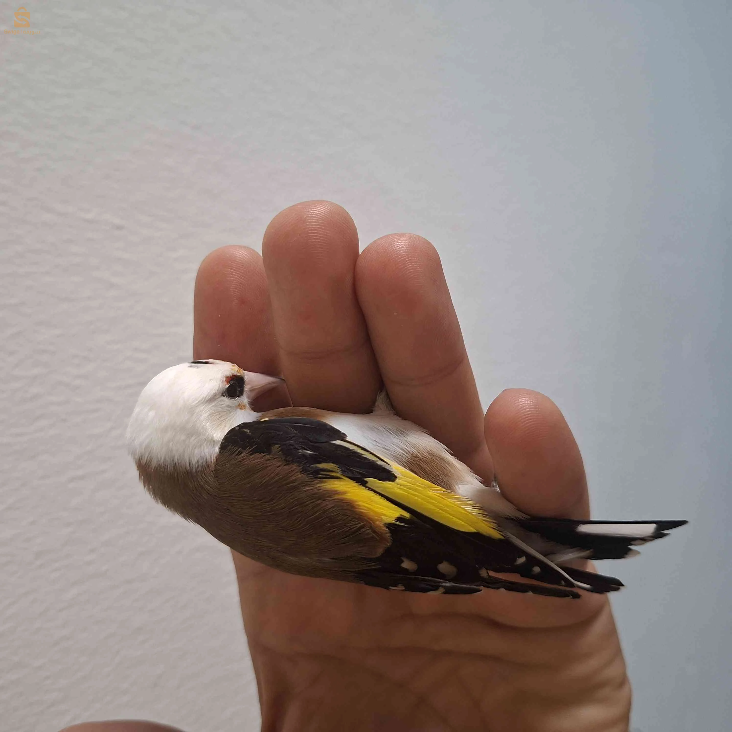 بعض الطفرات حاجة ماشاء الله