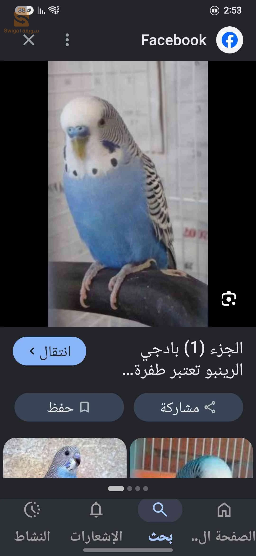 بيريش ف