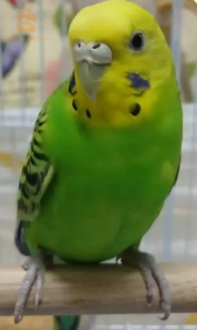 طيور بيروش
