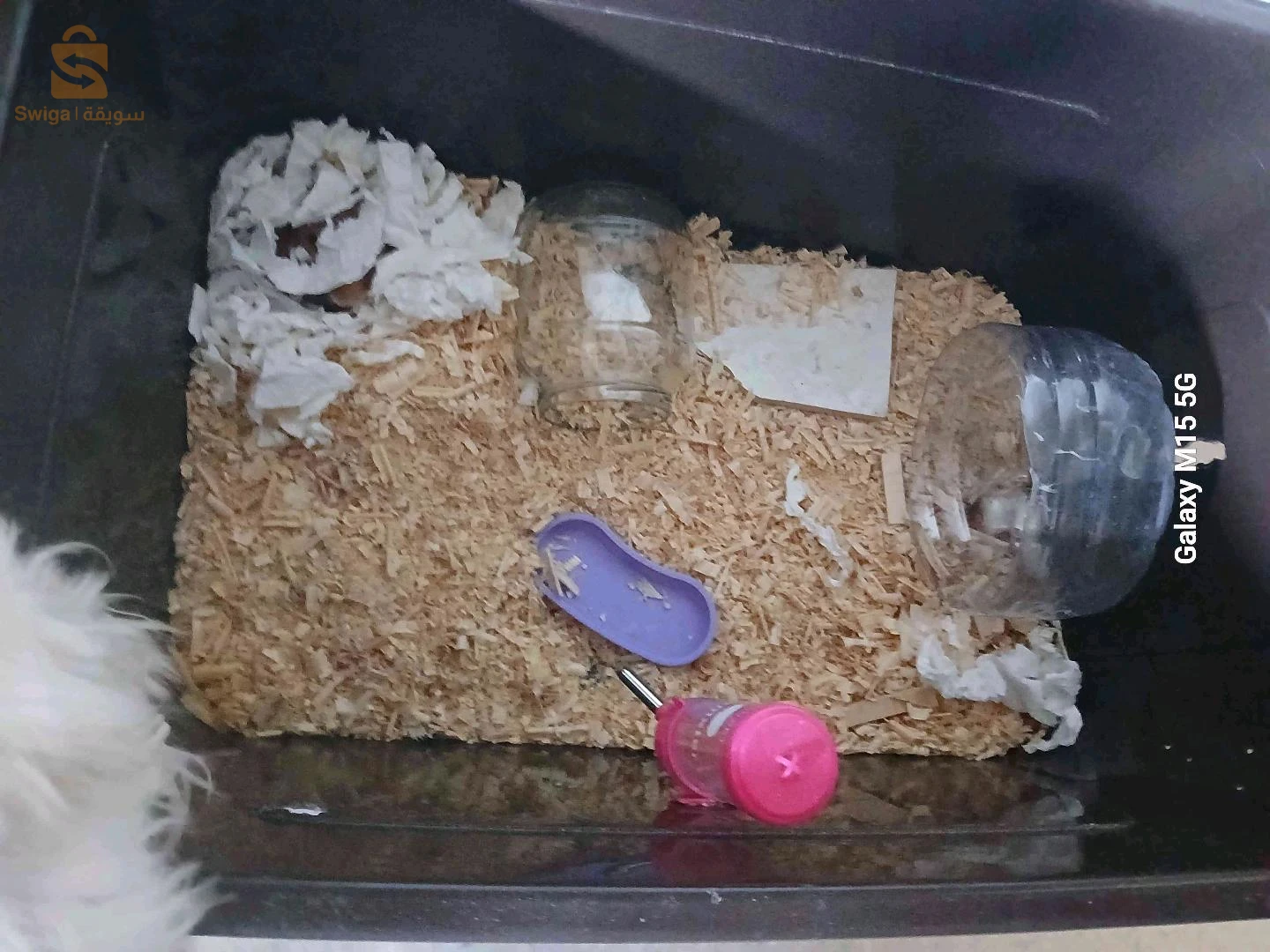 هامستر 
hamster