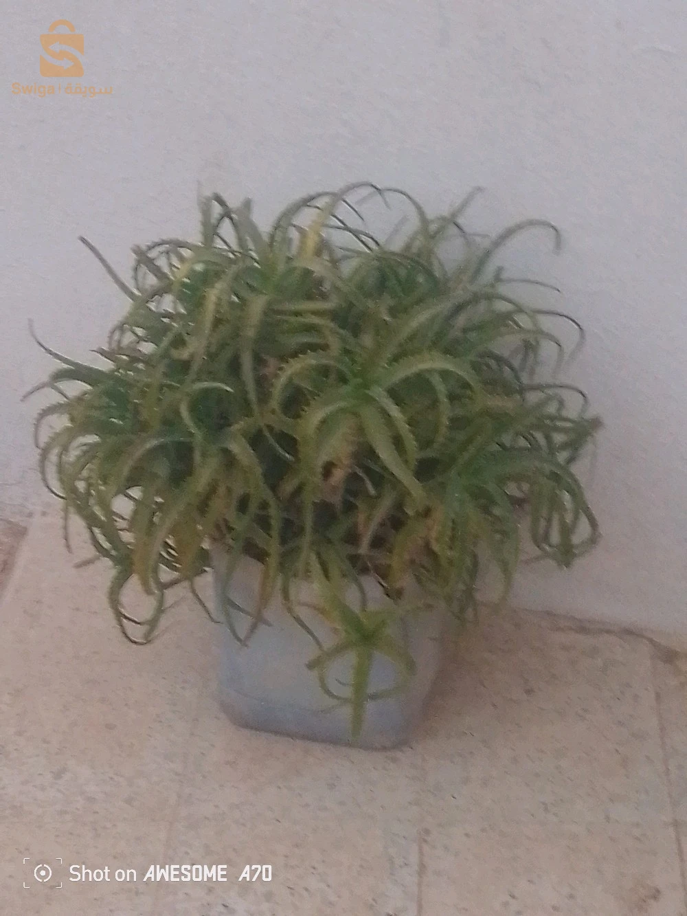 الورود