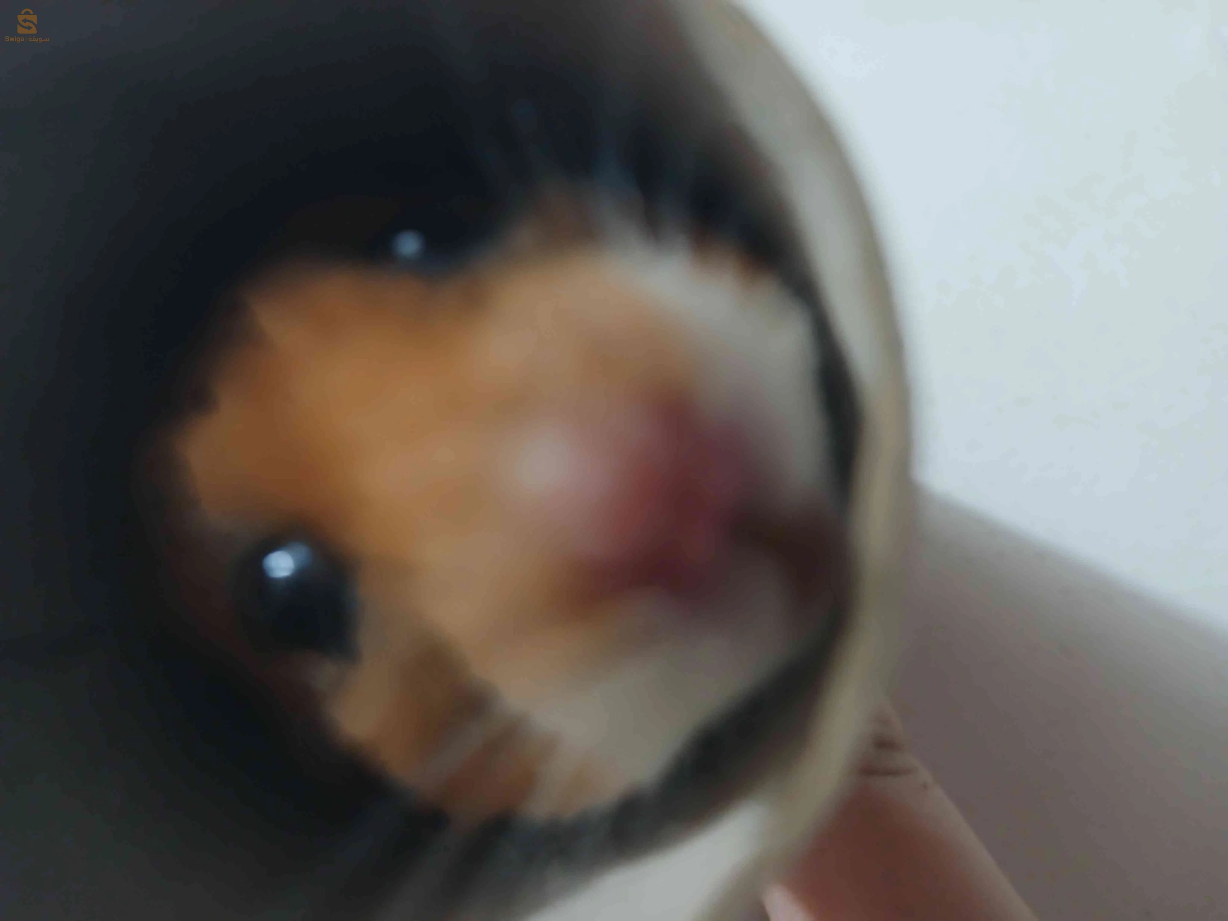 هامستر 
hamster