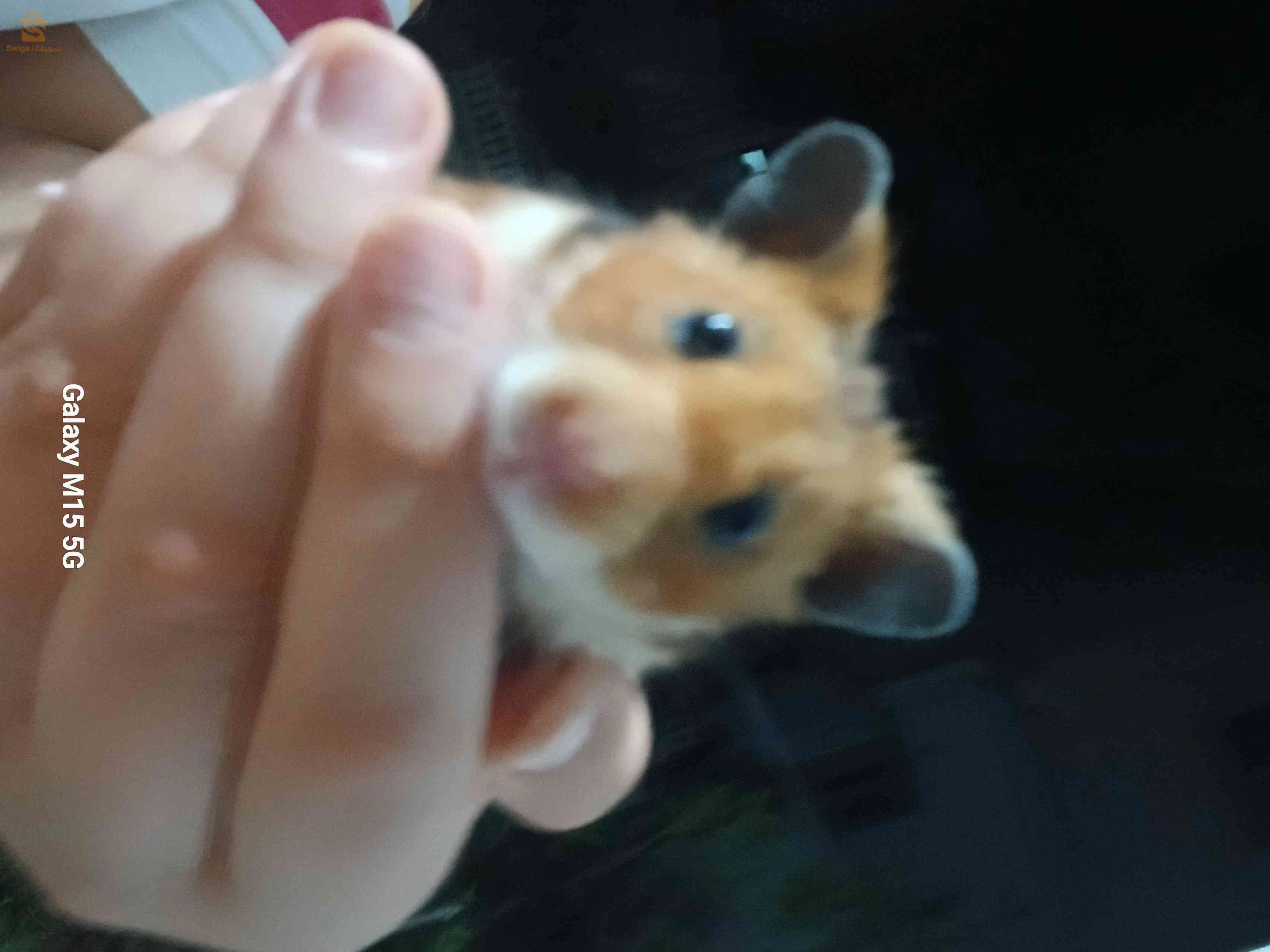 هامستر 
hamster