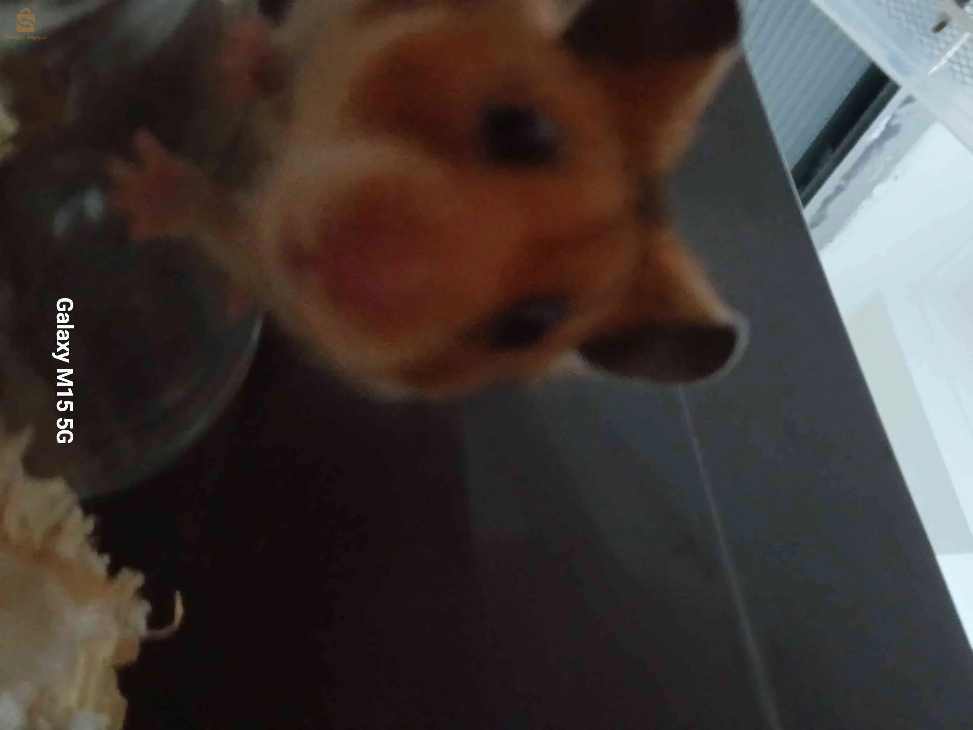 هامستر 
hamster