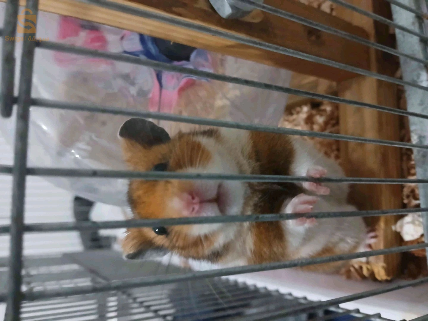 هامستر 
hamster