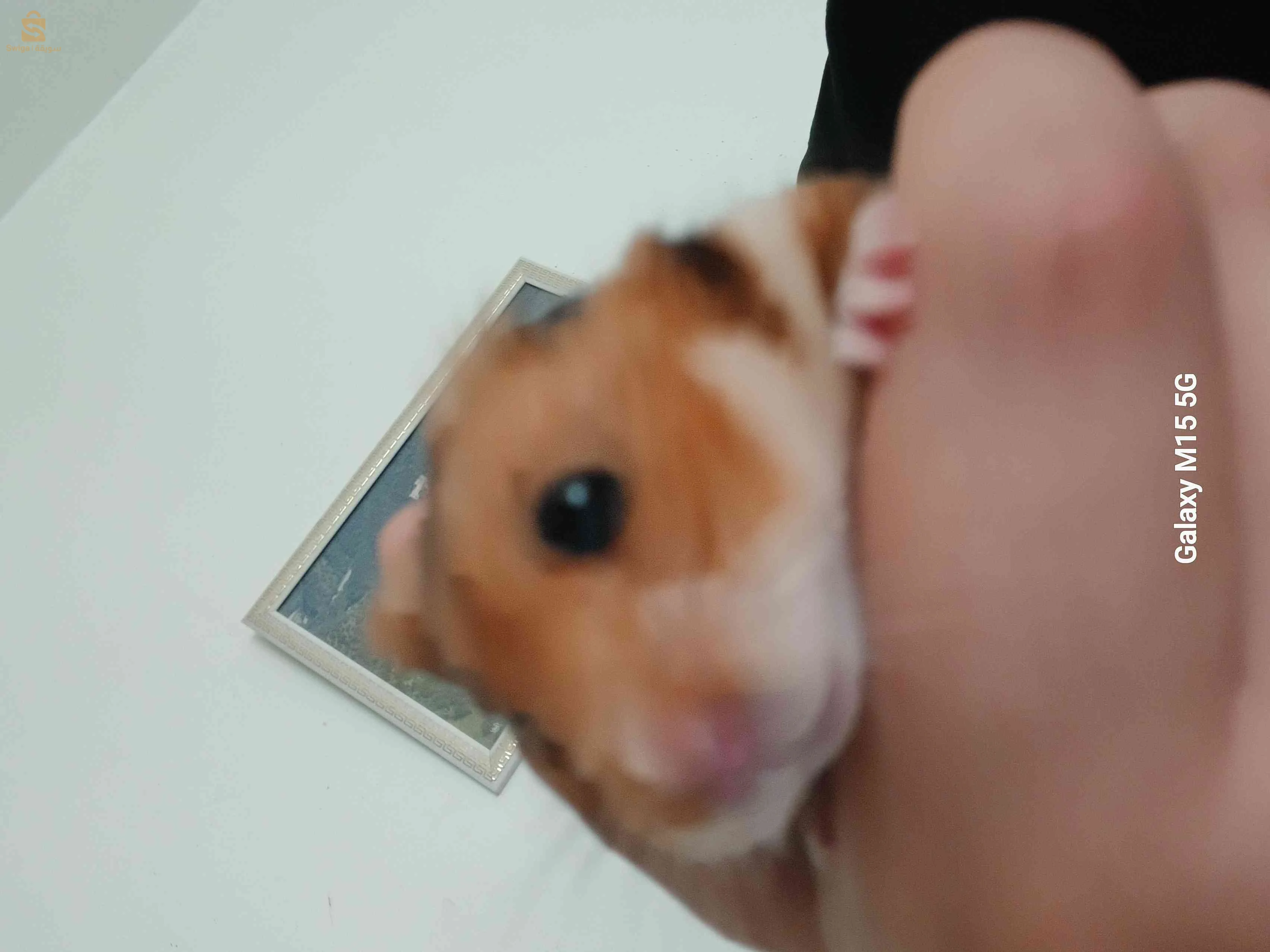 هامستر 
hamster