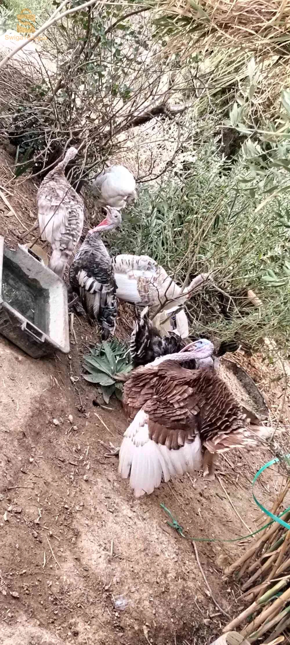 دجاج الرومي