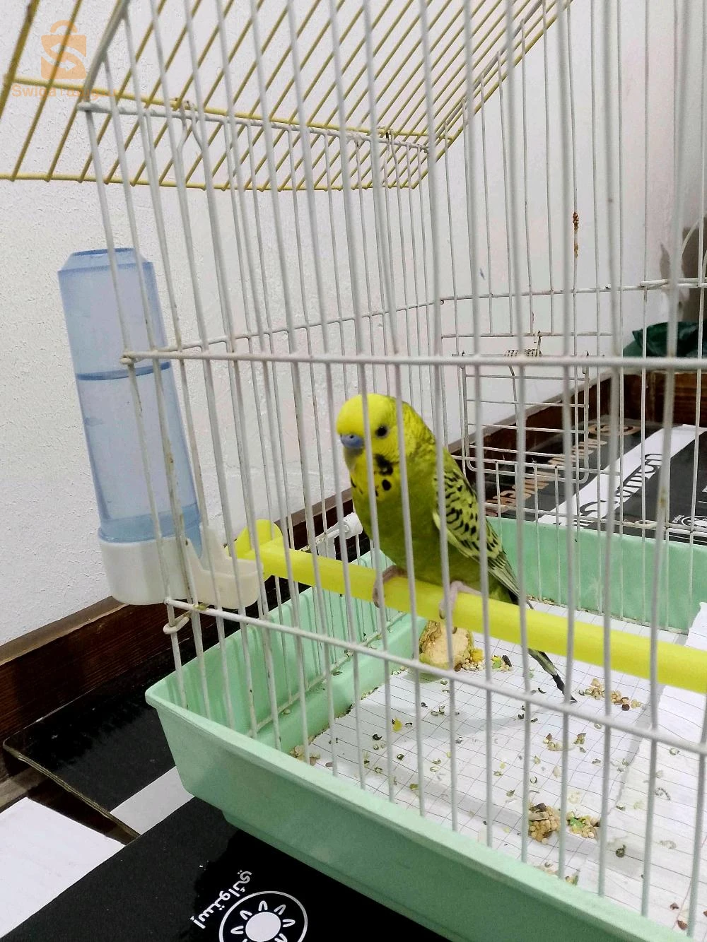 بادجي للبيع او للتبديل بزوج زيبرا