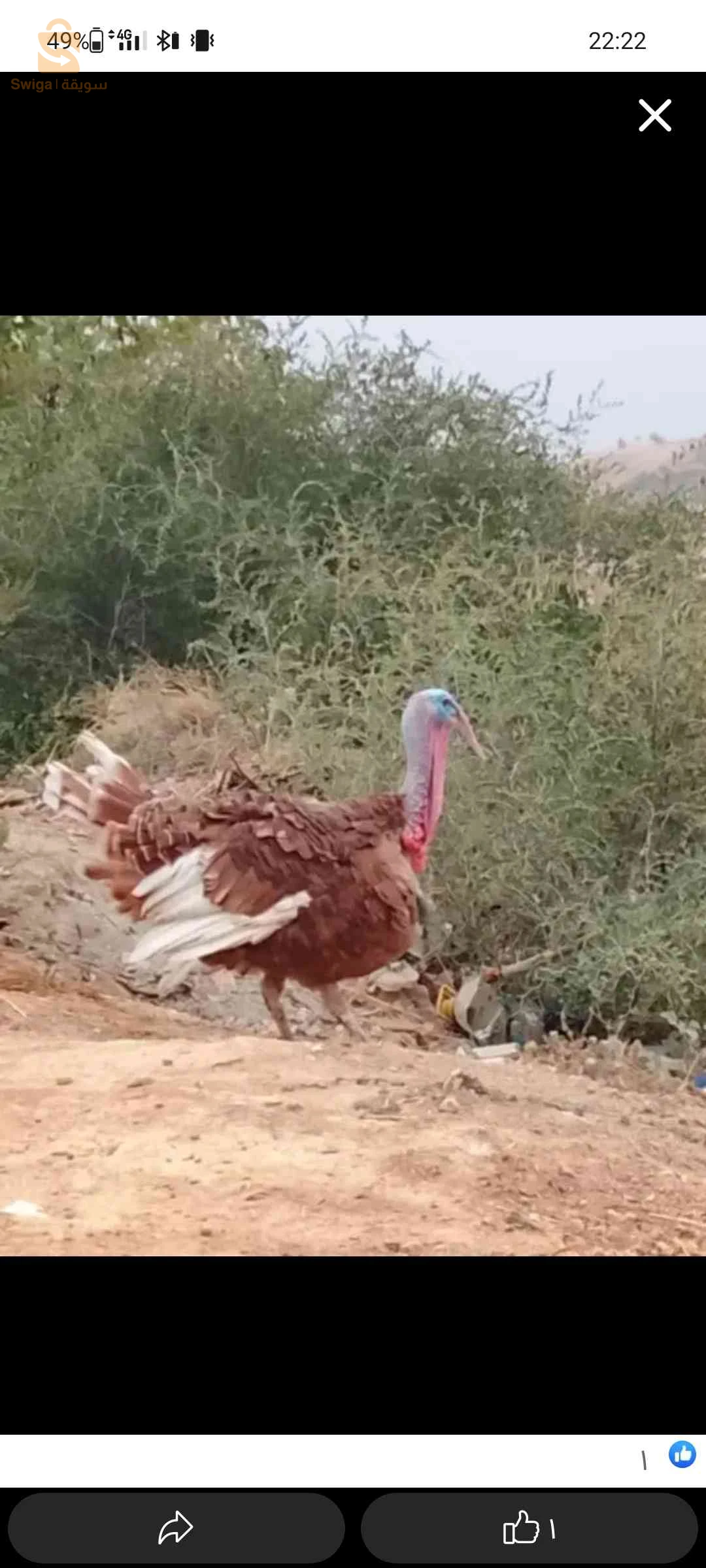 دجاج الرومي