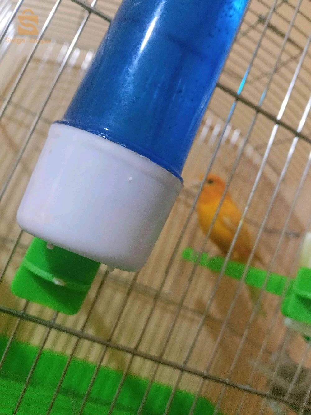 كناري