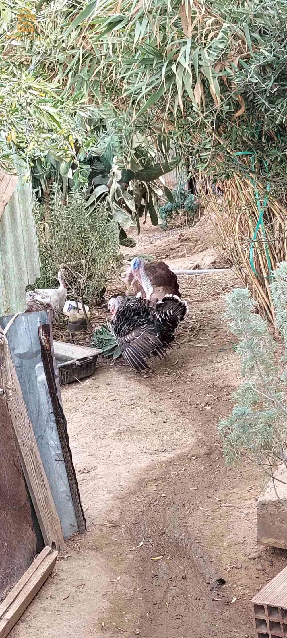 دجاج الرومي