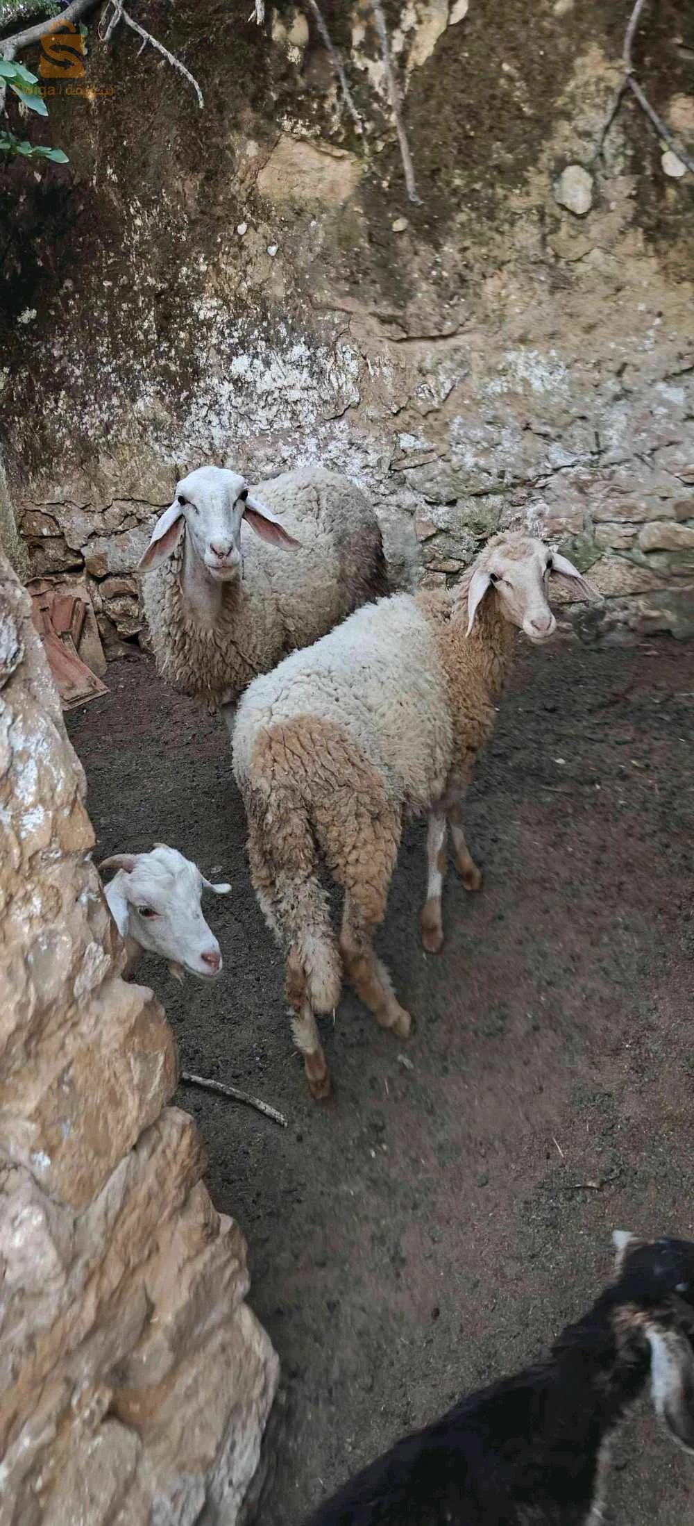 نعجة هيا وبنتها