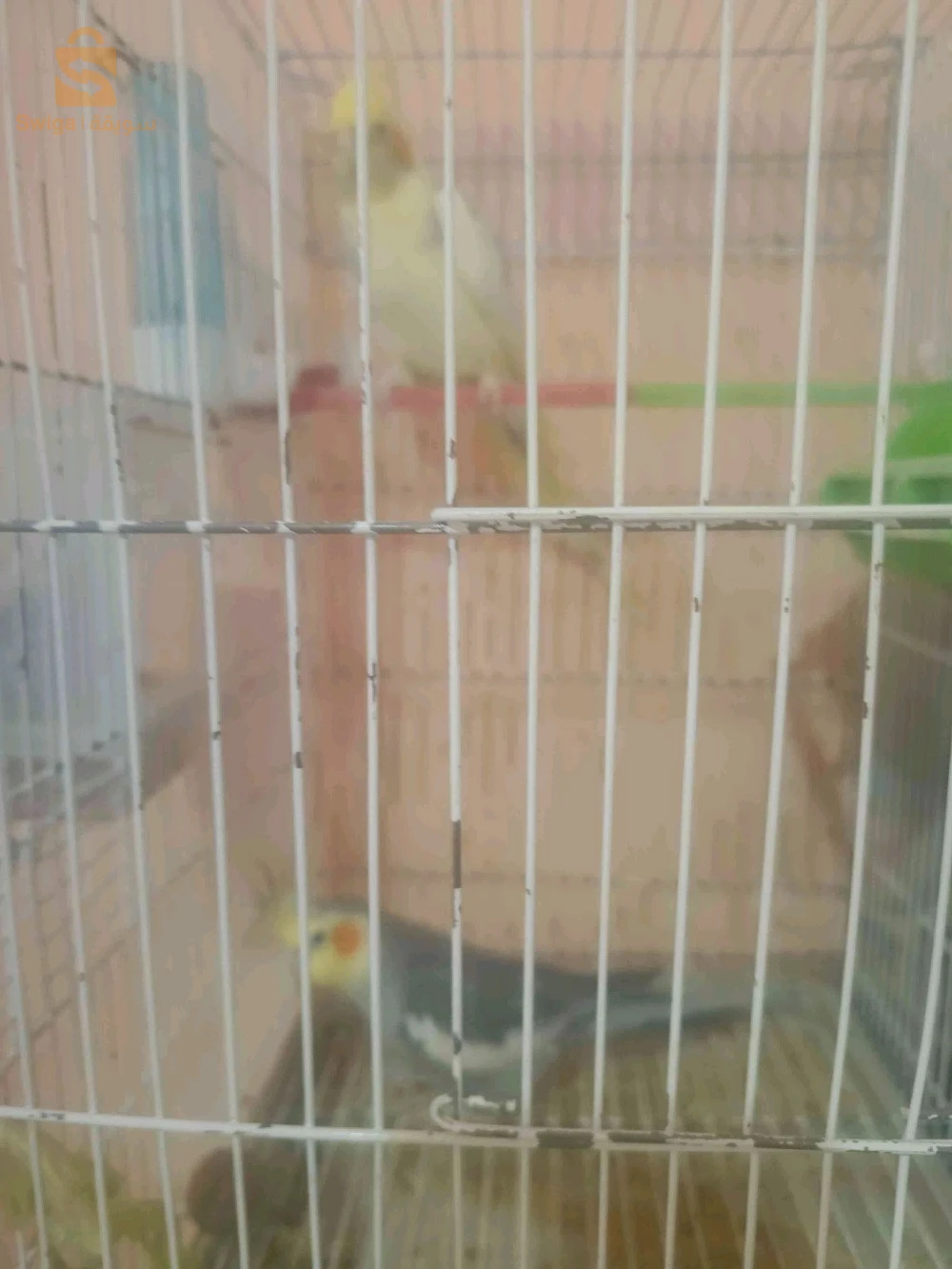 بيع طيور