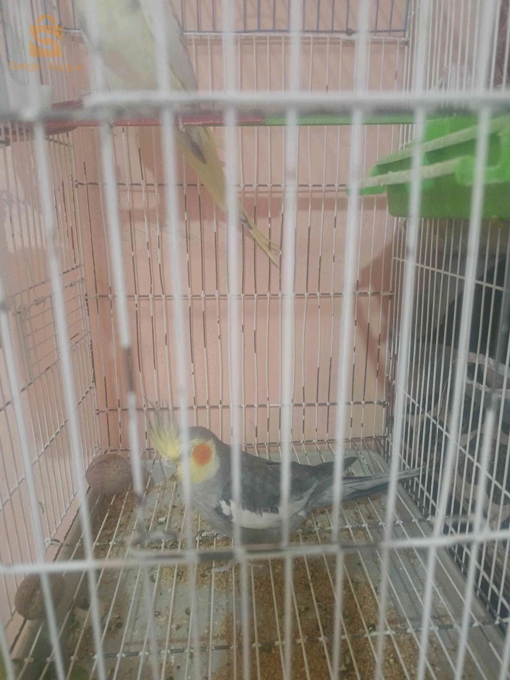 بيع طيور