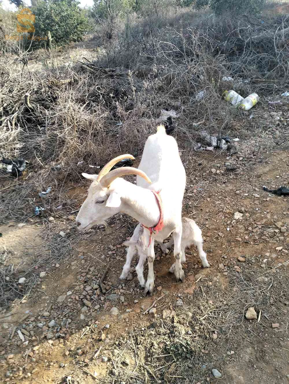 معز صنين