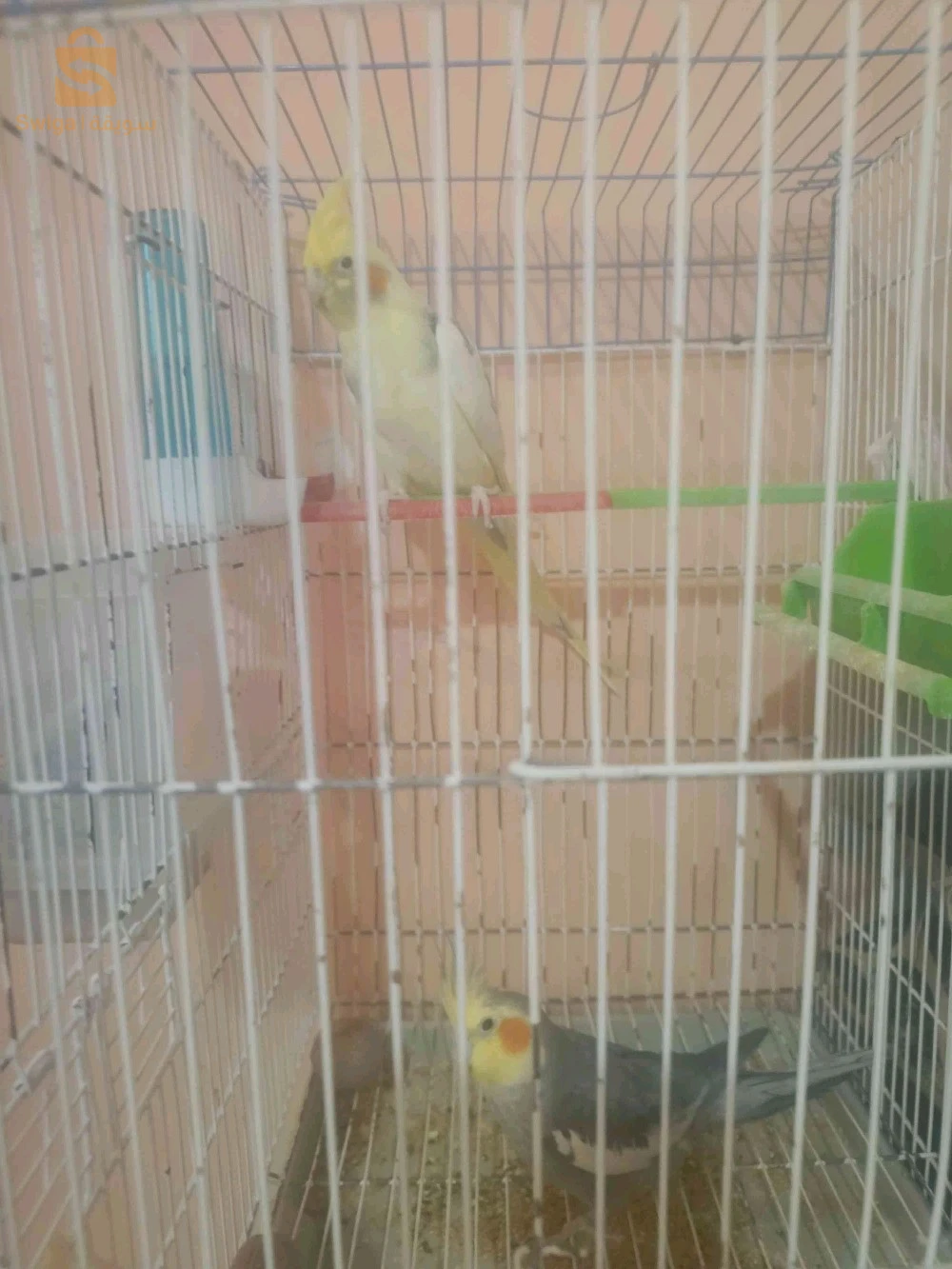 بيع طيور