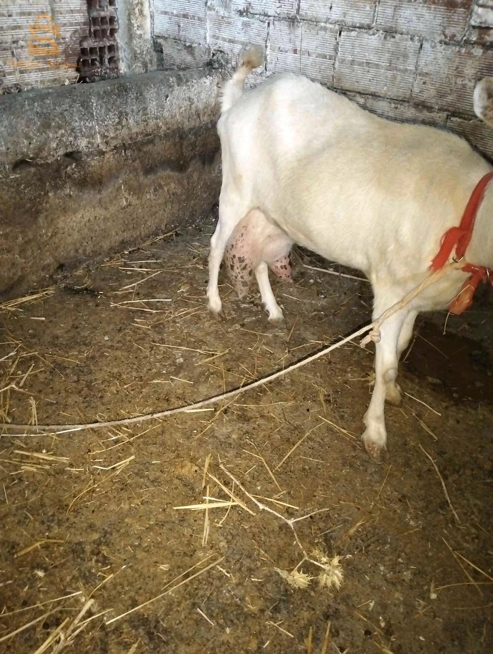 معز صنين