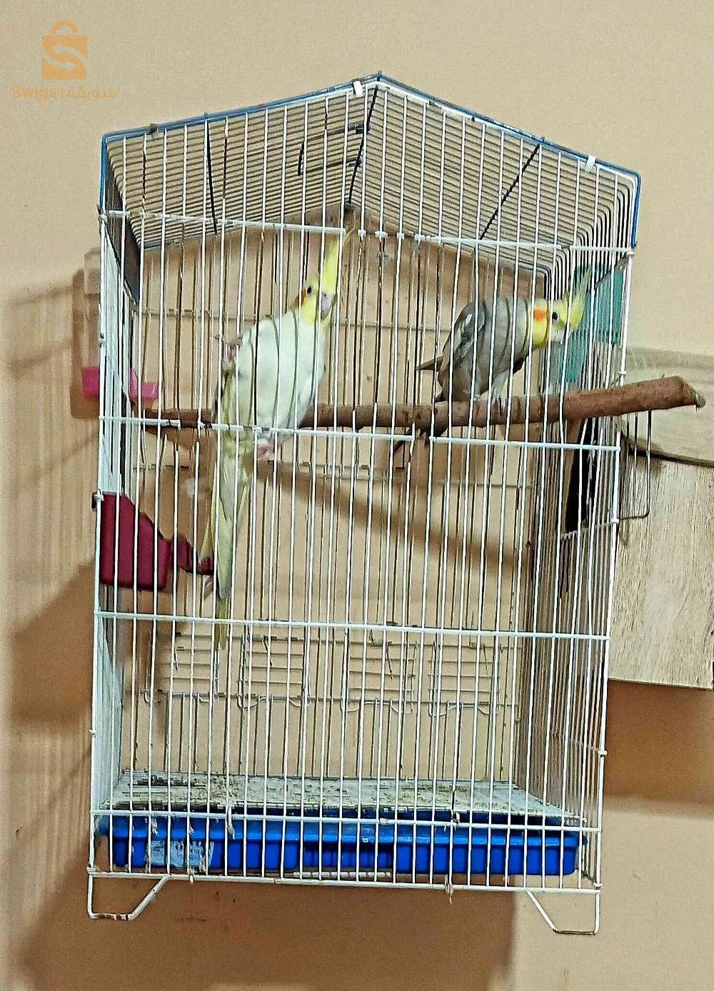 كوبلة كالوبسيت للبيع