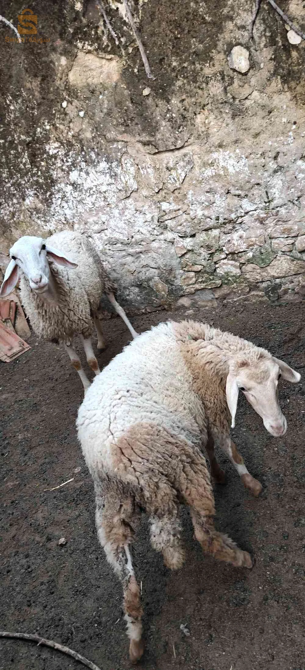 نعجة هيا وبنتها
