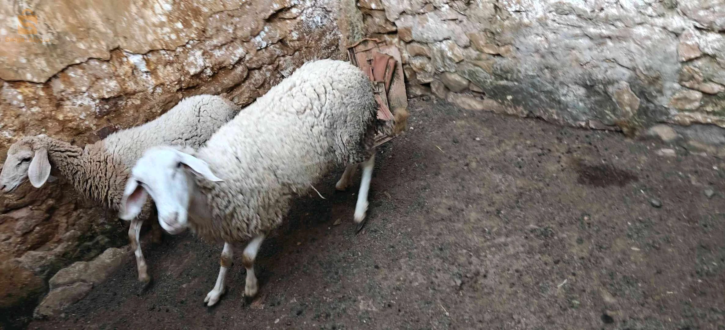 نعجة هيا وبنتها