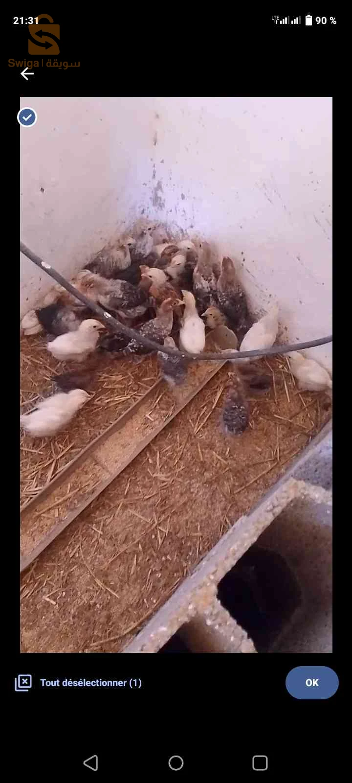بيع فلوس عروبي
